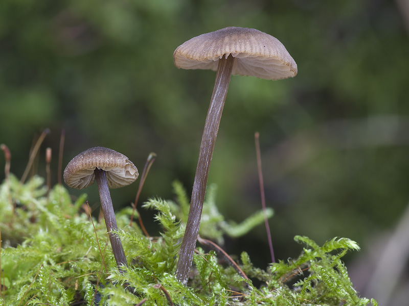 Entoloma juncinum